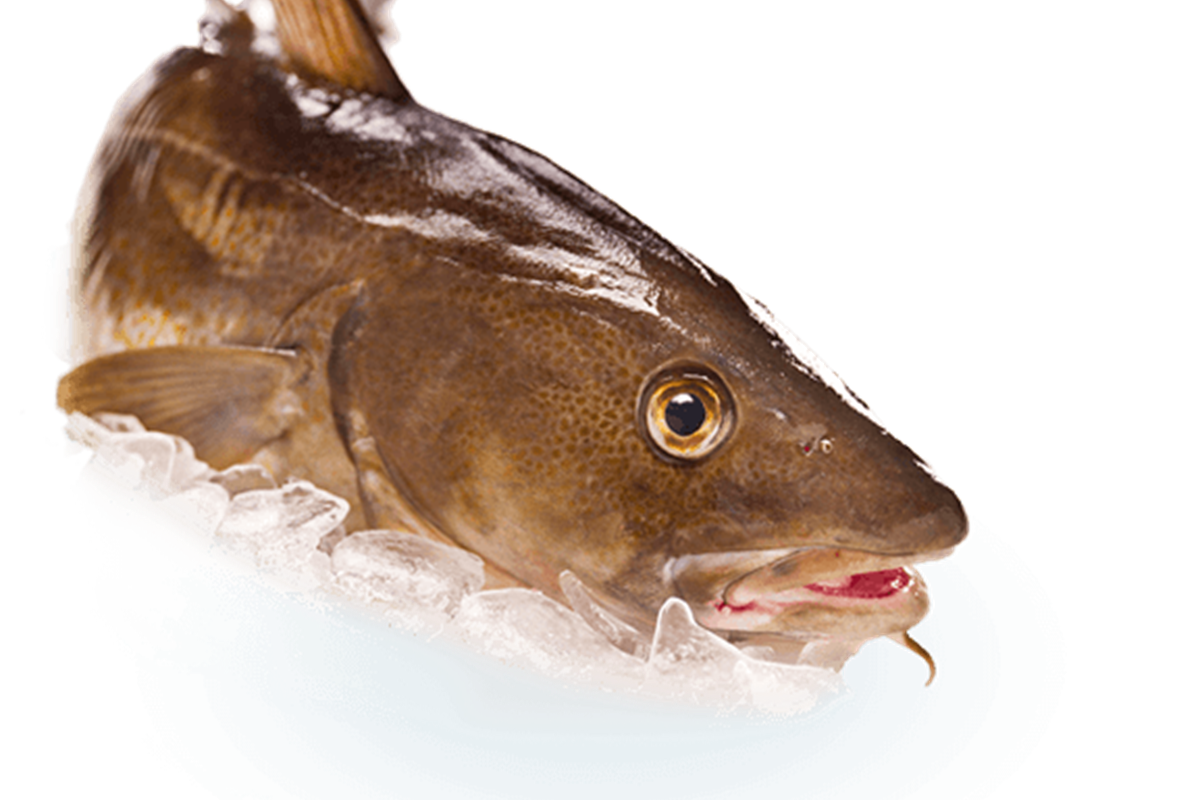 Icelandic Cod-, Haddock- and Saithe fisheries re-certified