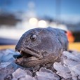 Icelandic monkfish on Ice