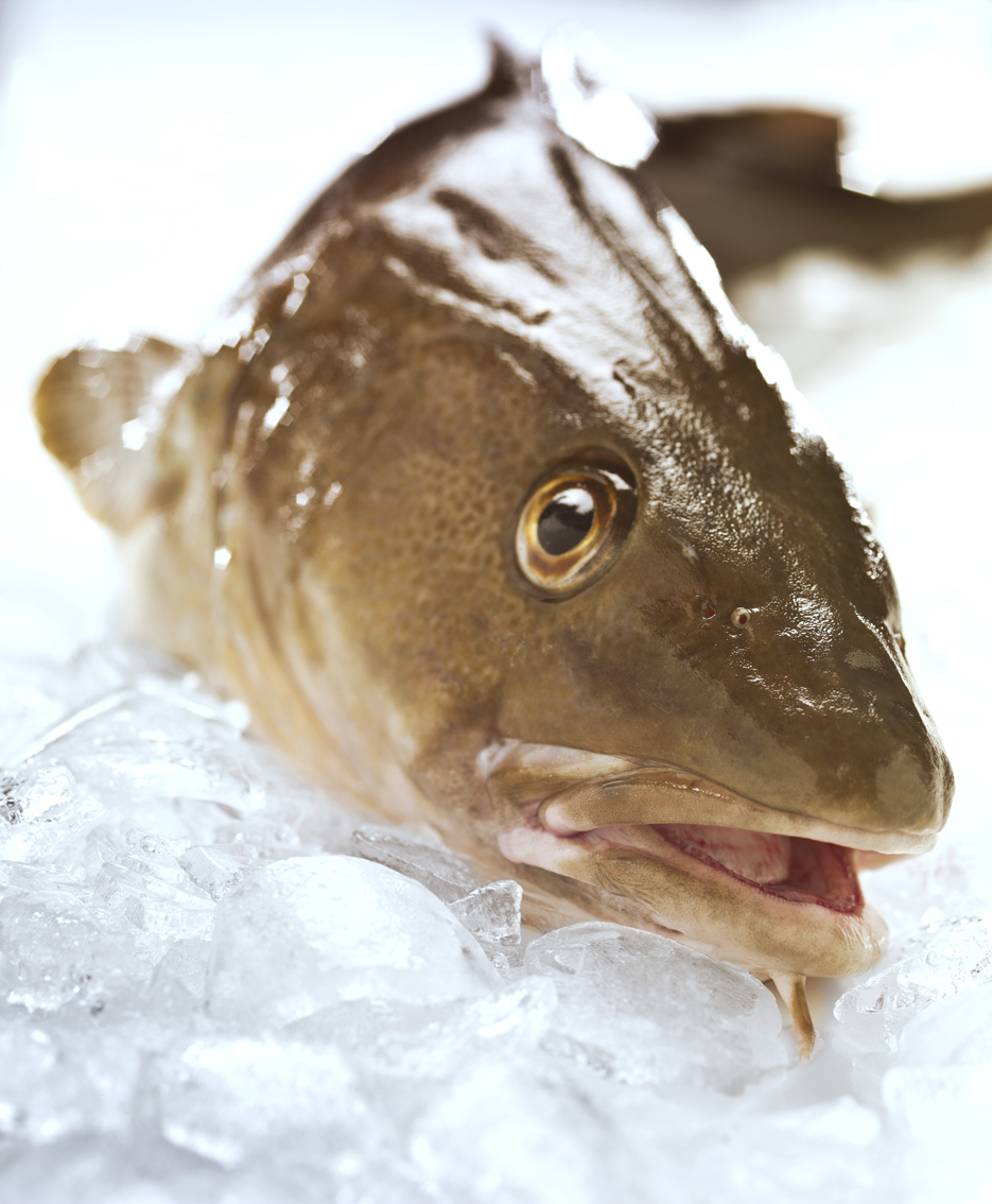 Vottaðar fisktegundir