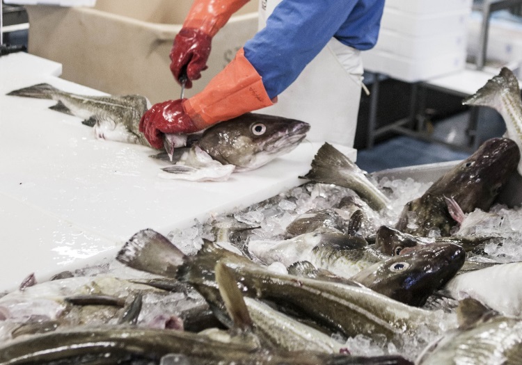 Advancing the world's fisheries