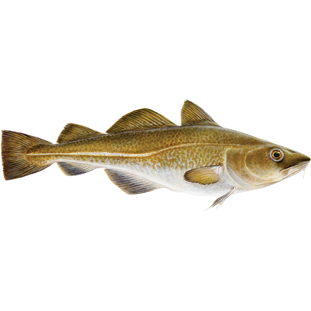 Cod