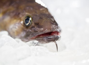 Icelandic Summer-spawning Herring-, Ling- and Tusk fisheries IRFM certified