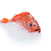 Icelandic Goldfish redfish re-certified