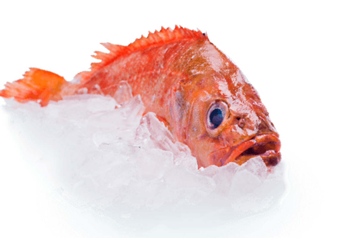 Icelandic Goldfish redfish re-certified