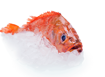 Icelandic Goldfish redfish re-certified