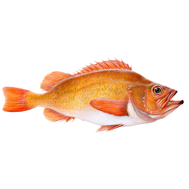 Golden redfish