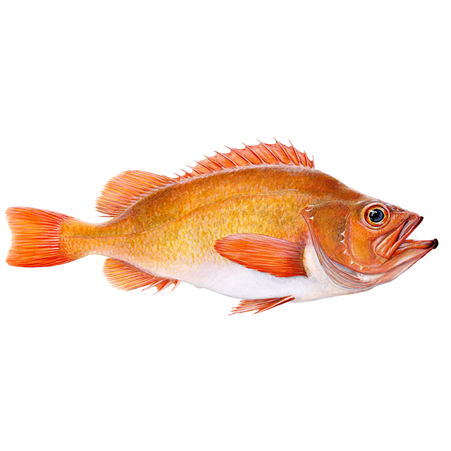 Golden redfish