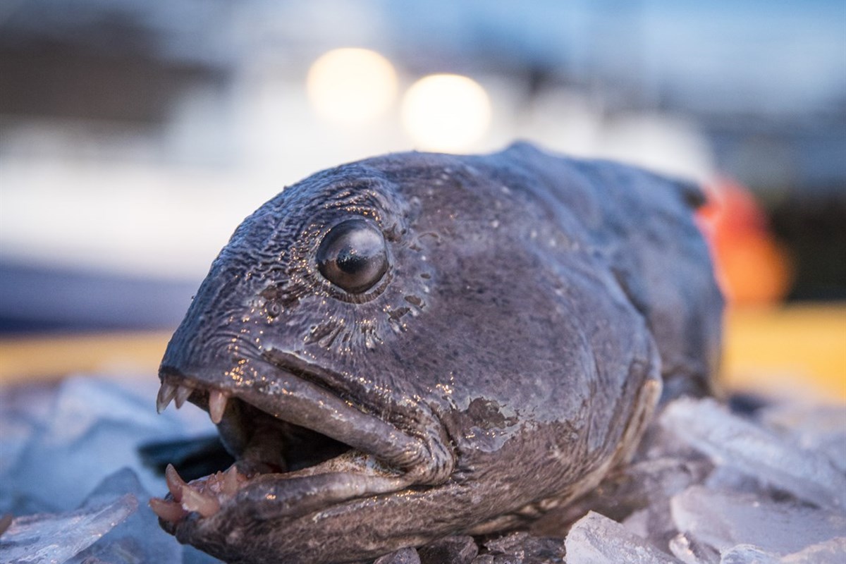 TAC quotas for 2018/2019 follow scientific advice