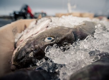 Tilkynning um IRF viðhaldsvottun númer tvö á sjö íslenskum veiðistofnum 1. október 2021