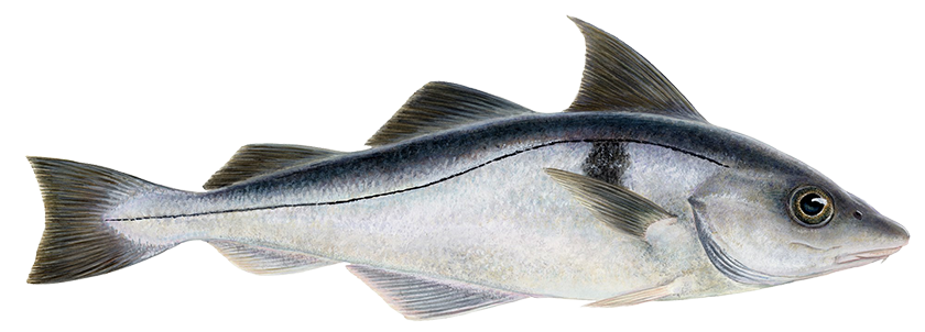 Haddock