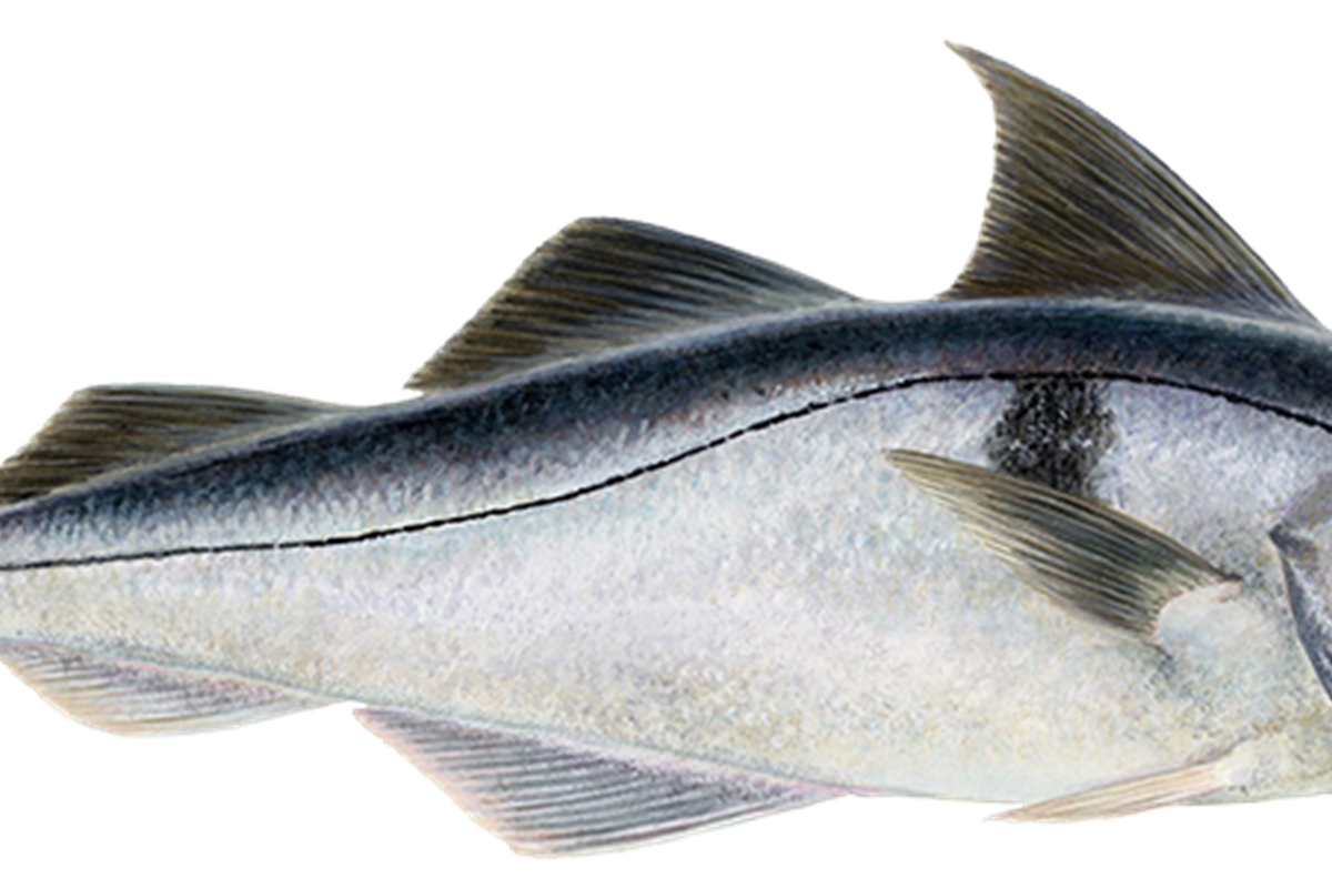Haddock