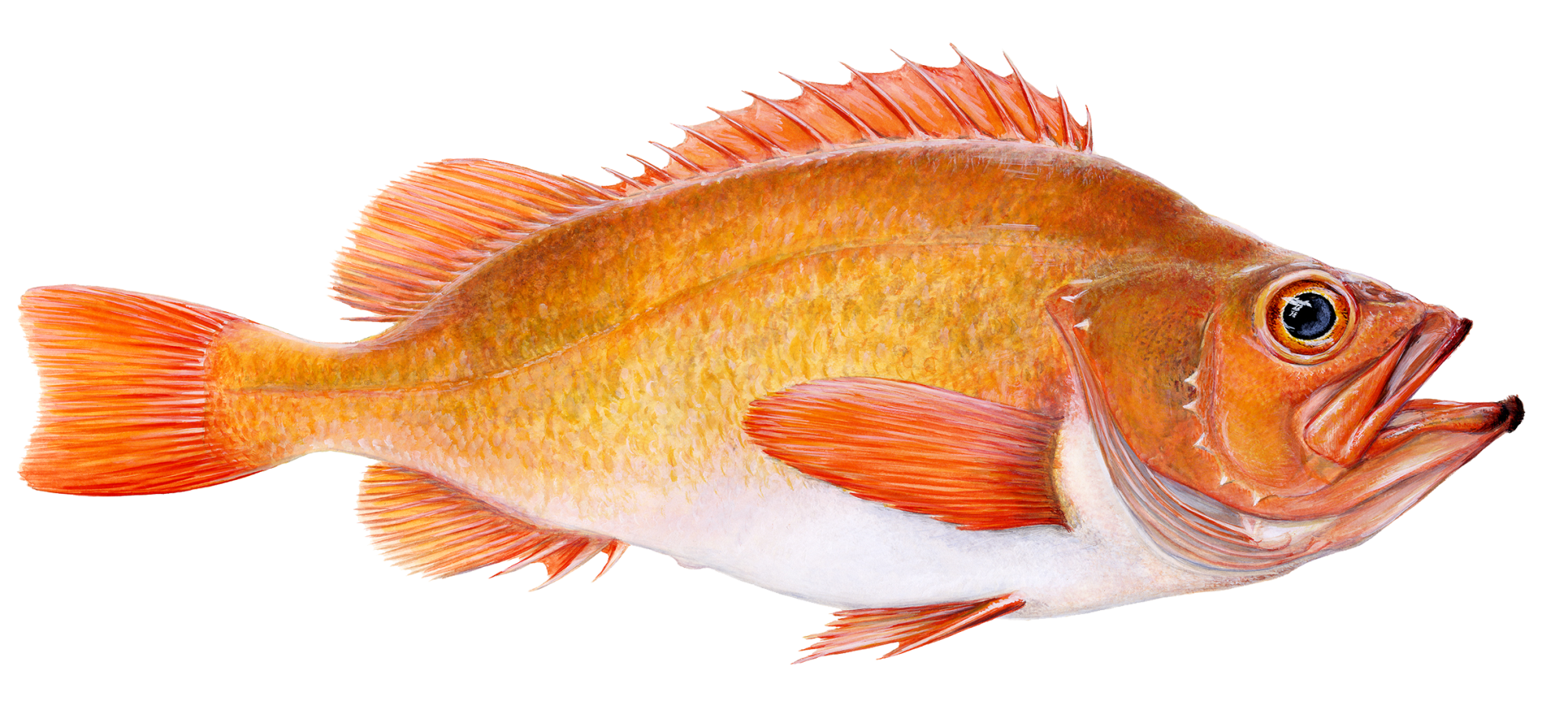 Golden redfish