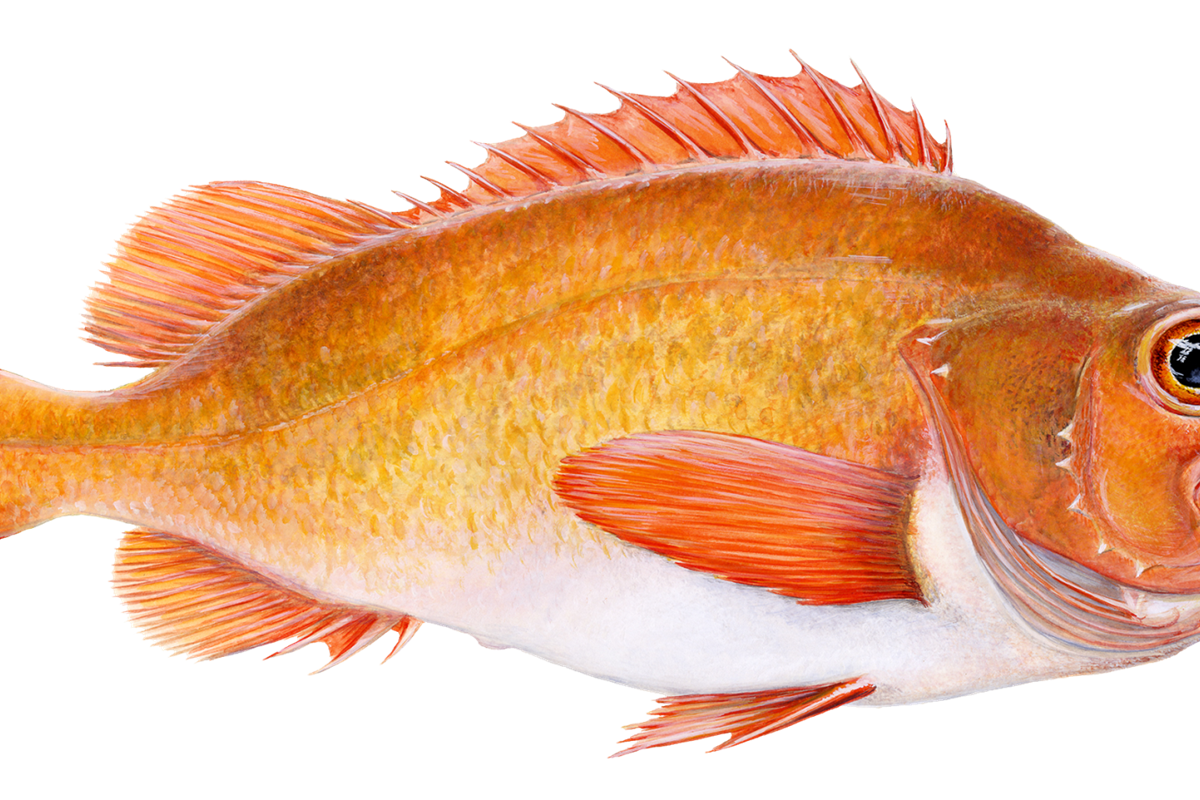 Golden redfish