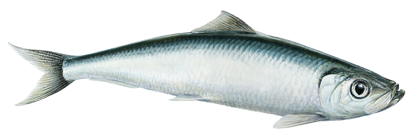 Herring