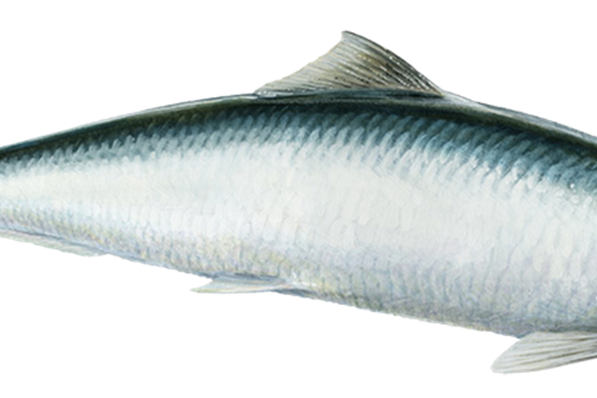Herring