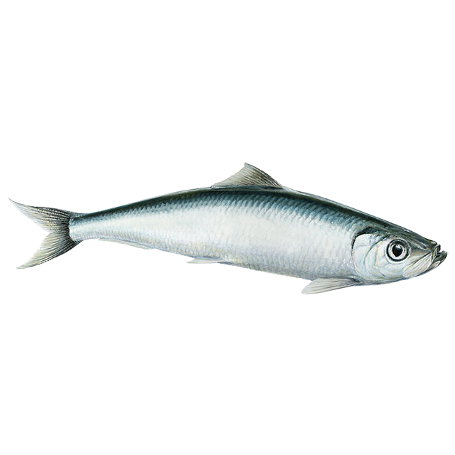 Herring