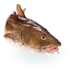 Icelandic Cod-, Haddock- and Saithe fisheries re-certified