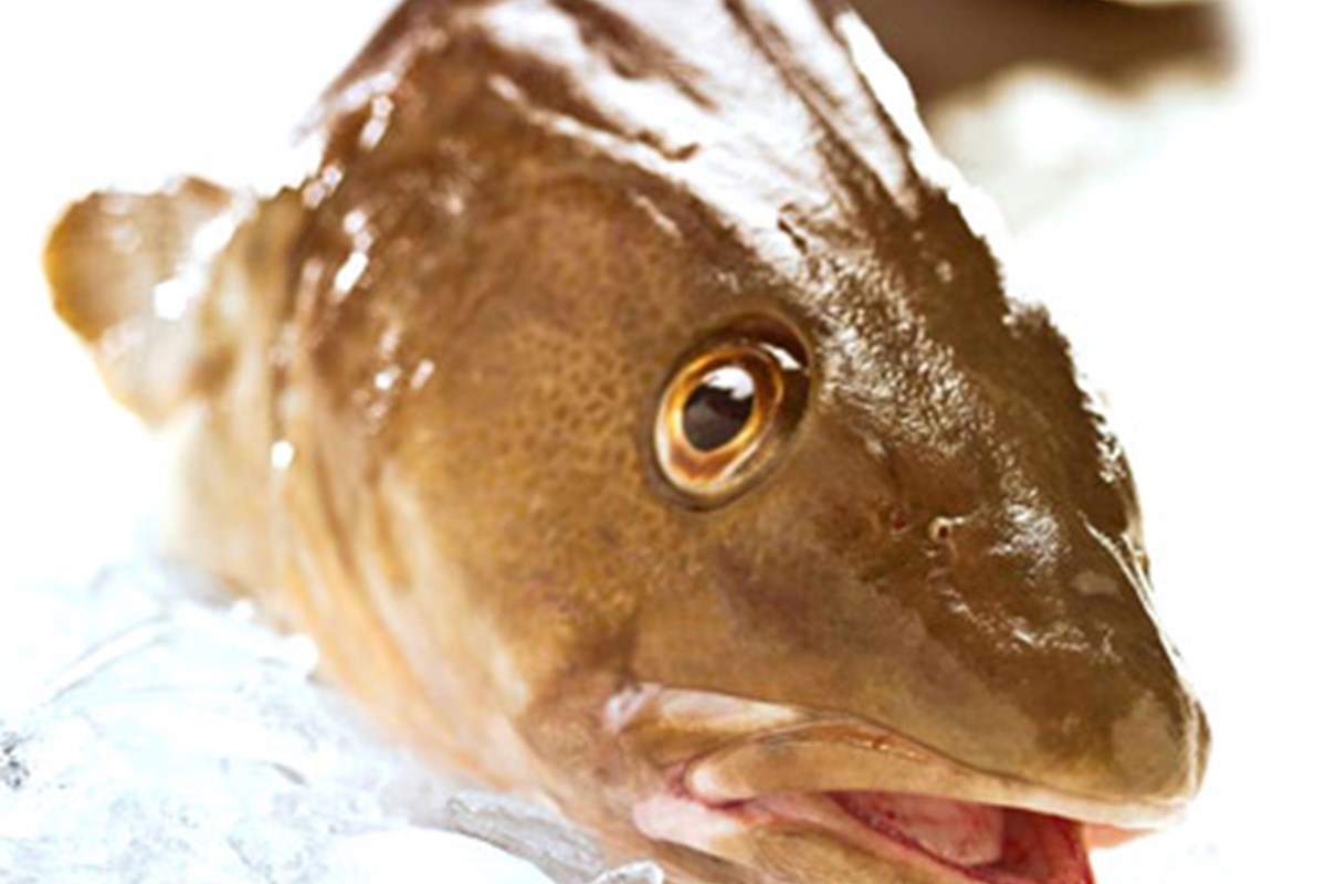 Fisheries quota proposals for 2012/2013 released