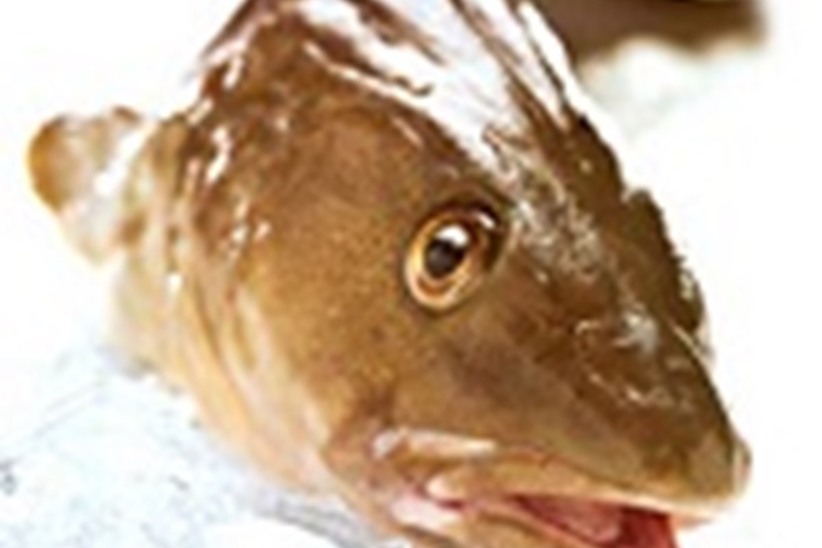 Cod fishery granted continued IRF certification