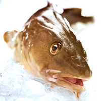 Icelandic Cod