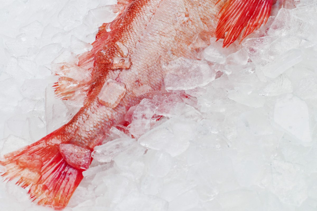 Golden redfish fishery is granted continued IRF certification