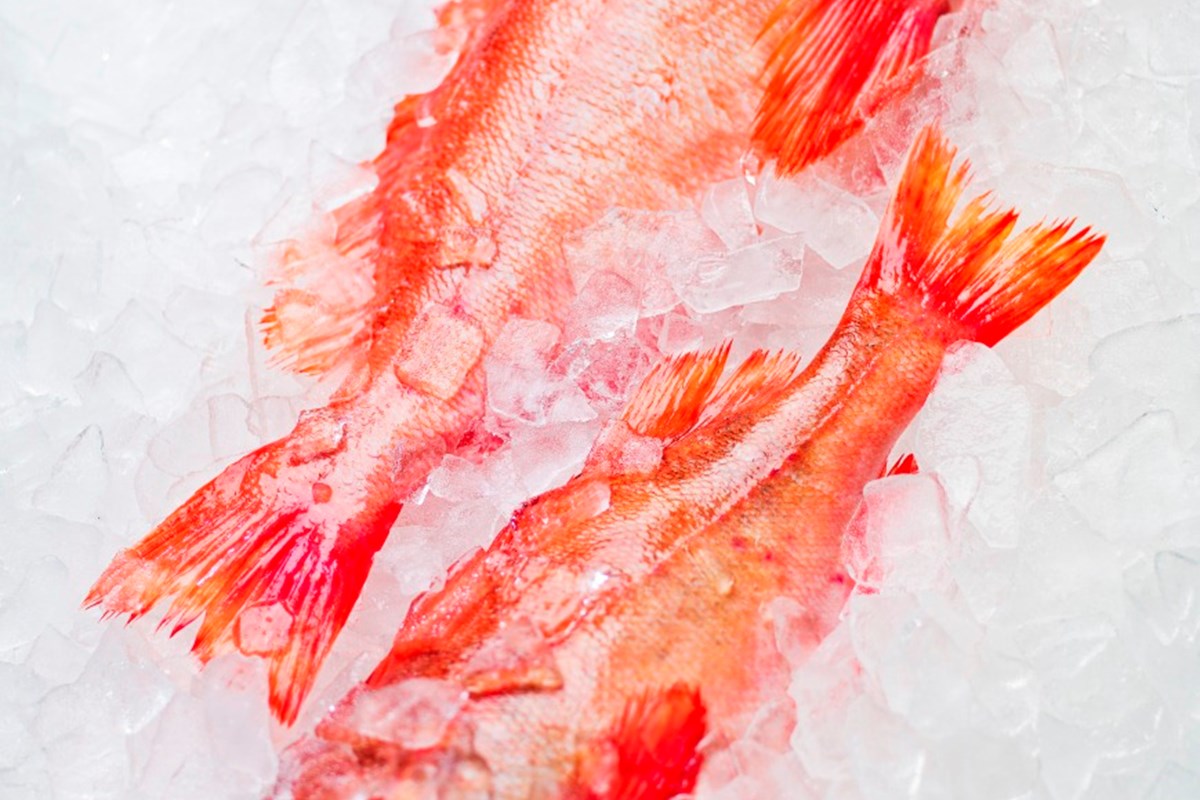 Viðhaldsvottun fyrir gullkarfa lokið